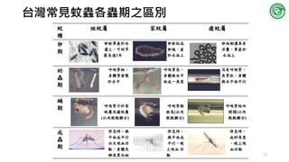 台灣常見蚊蟲各蟲期之區別
13
 