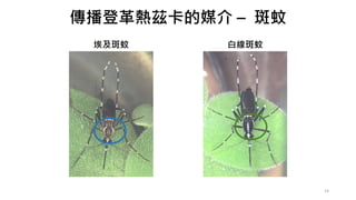 傳播登革熱茲卡的媒介 – 斑蚊
埃及斑蚊 白線斑蚊
14
 