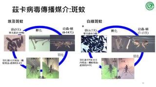 茲卡病毒傳播媒介:斑蚊
埃及斑蚊 白線斑蚊
56
 