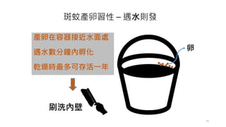 斑蚊產卵習性 – 遇水則發
產卵在容器接近水面處
遇水數分鐘內孵化
乾燥時最多可存活一年
卵
刷洗內壁
70
 