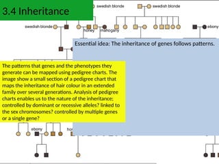 Inheritance Biology, Mendel cross hybrid.pptx