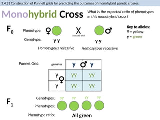 Inheritance Biology, Mendel cross hybrid.pptx