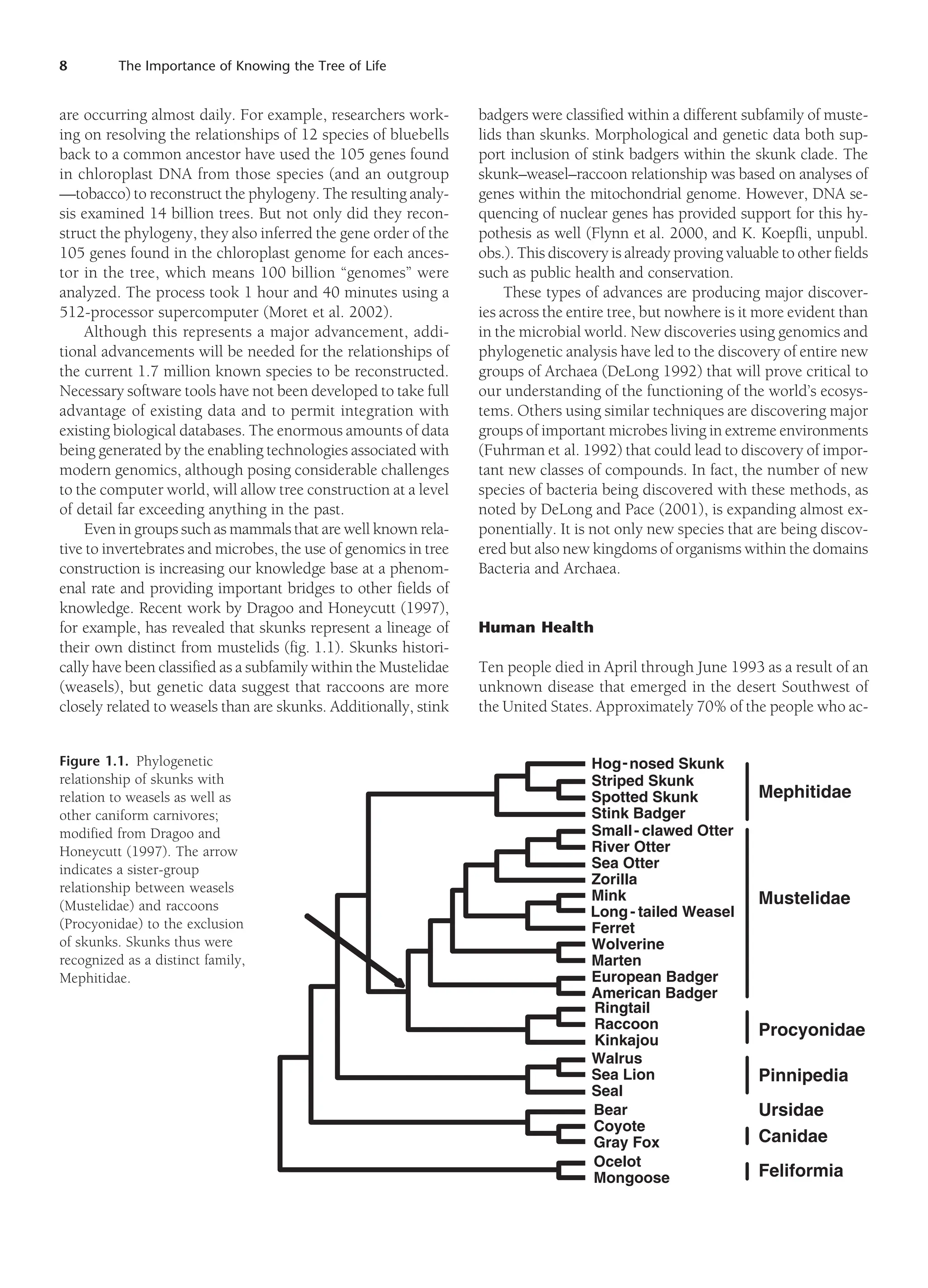 8 The Importance of Knowing the Tree of Life
are occurring almost daily. For example, researchers work-
ing on resolving the relationships of 12 species of bluebells
back to a common ancestor have used the 105 genes found
in chloroplast DNA from those species (and an outgroup
—tobacco) to reconstruct the phylogeny. The resulting analy-
sis examined 14 billion trees. But not only did they recon-
struct the phylogeny, they also inferred the gene order of the
105 genes found in the chloroplast genome for each ances-
tor in the tree, which means 100 billion “genomes” were
analyzed. The process took 1 hour and 40 minutes using a
512-processor supercomputer (Moret et al. 2002).
Although this represents a major advancement, addi-
tional advancements will be needed for the relationships of
the current 1.7 million known species to be reconstructed.
Necessary software tools have not been developed to take full
advantage of existing data and to permit integration with
existing biological databases. The enormous amounts of data
being generated by the enabling technologies associated with
modern genomics, although posing considerable challenges
to the computer world, will allow tree construction at a level
of detail far exceeding anything in the past.
Even in groups such as mammals that are well known rela-
tive to invertebrates and microbes, the use of genomics in tree
construction is increasing our knowledge base at a phenom-
enal rate and providing important bridges to other fields of
knowledge. Recent work by Dragoo and Honeycutt (1997),
for example, has revealed that skunks represent a lineage of
their own distinct from mustelids (fig. 1.1). Skunks histori-
cally have been classified as a subfamily within the Mustelidae
(weasels), but genetic data suggest that raccoons are more
closely related to weasels than are skunks. Additionally, stink
badgers were classified within a different subfamily of muste-
lids than skunks. Morphological and genetic data both sup-
port inclusion of stink badgers within the skunk clade. The
skunk–weasel–raccoon relationship was based on analyses of
genes within the mitochondrial genome. However, DNA se-
quencing of nuclear genes has provided support for this hy-
pothesis as well (Flynn et al. 2000, and K. Koepfli, unpubl.
obs.). This discovery is already proving valuable to other fields
such as public health and conservation.
These types of advances are producing major discover-
ies across the entire tree, but nowhere is it more evident than
in the microbial world. New discoveries using genomics and
phylogenetic analysis have led to the discovery of entire new
groups of Archaea (DeLong 1992) that will prove critical to
our understanding of the functioning of the world’s ecosys-
tems. Others using similar techniques are discovering major
groups of important microbes living in extreme environments
(Fuhrman et al. 1992) that could lead to discovery of impor-
tant new classes of compounds. In fact, the number of new
species of bacteria being discovered with these methods, as
noted by DeLong and Pace (2001), is expanding almost ex-
ponentially. It is not only new species that are being discov-
ered but also new kingdoms of organisms within the domains
Bacteria and Archaea.
Human Health
Ten people died in April through June 1993 as a result of an
unknown disease that emerged in the desert Southwest of
the United States. Approximately 70% of the people who ac-
Figure 1.1. Phylogenetic
relationship of skunks with
relation to weasels as well as
other caniform carnivores;
modified from Dragoo and
Honeycutt (1997). The arrow
indicates a sister-group
relationship between weasels
(Mustelidae) and raccoons
(Procyonidae) to the exclusion
of skunks. Skunks thus were
recognized as a distinct family,
Mephitidae.
Mephitidae
Mustelidae
Procyonidae
Pinnipedia
Ursidae
Canidae
Feliformia
Hog-nosed Skunk
Striped Skunk
Spotted Skunk
Stink Badger
Small- clawed Otter
River Otter
Sea Otter
Zorilla
Mink
Long- tailed Weasel
Ferret
Wolverine
Marten
European Badger
American Badger
Ringtail
Raccoon
Kinkajou
Walrus
Sea Lion
Seal
Bear
Coyote
Gray Fox
Ocelot
Mongoose
 