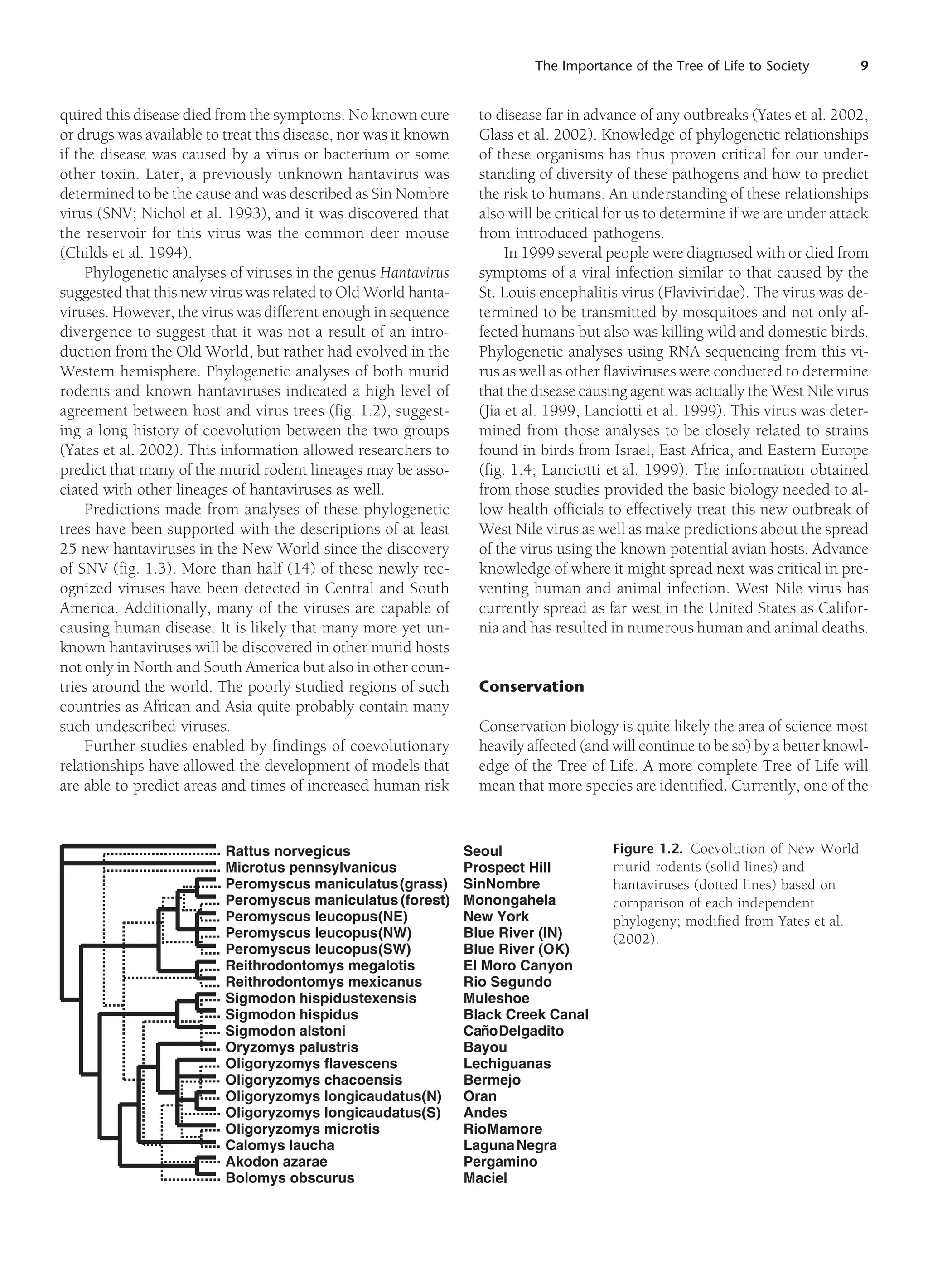 The Importance of the Tree of Life to Society 9
quired this disease died from the symptoms. No known cure
or drugs was available to treat this disease, nor was it known
if the disease was caused by a virus or bacterium or some
other toxin. Later, a previously unknown hantavirus was
determined to be the cause and was described as Sin Nombre
virus (SNV; Nichol et al. 1993), and it was discovered that
the reservoir for this virus was the common deer mouse
(Childs et al. 1994).
Phylogenetic analyses of viruses in the genus Hantavirus
suggested that this new virus was related to Old World hanta-
viruses. However, the virus was different enough in sequence
divergence to suggest that it was not a result of an intro-
duction from the Old World, but rather had evolved in the
Western hemisphere. Phylogenetic analyses of both murid
rodents and known hantaviruses indicated a high level of
agreement between host and virus trees (fig. 1.2), suggest-
ing a long history of coevolution between the two groups
(Yates et al. 2002). This information allowed researchers to
predict that many of the murid rodent lineages may be asso-
ciated with other lineages of hantaviruses as well.
Predictions made from analyses of these phylogenetic
trees have been supported with the descriptions of at least
25 new hantaviruses in the New World since the discovery
of SNV (fig. 1.3). More than half (14) of these newly rec-
ognized viruses have been detected in Central and South
America. Additionally, many of the viruses are capable of
causing human disease. It is likely that many more yet un-
known hantaviruses will be discovered in other murid hosts
not only in North and South America but also in other coun-
tries around the world. The poorly studied regions of such
countries as African and Asia quite probably contain many
such undescribed viruses.
Further studies enabled by findings of coevolutionary
relationships have allowed the development of models that
are able to predict areas and times of increased human risk
to disease far in advance of any outbreaks (Yates et al. 2002,
Glass et al. 2002). Knowledge of phylogenetic relationships
of these organisms has thus proven critical for our under-
standing of diversity of these pathogens and how to predict
the risk to humans. An understanding of these relationships
also will be critical for us to determine if we are under attack
from introduced pathogens.
In 1999 several people were diagnosed with or died from
symptoms of a viral infection similar to that caused by the
St. Louis encephalitis virus (Flaviviridae). The virus was de-
termined to be transmitted by mosquitoes and not only af-
fected humans but also was killing wild and domestic birds.
Phylogenetic analyses using RNA sequencing from this vi-
rus as well as other flaviviruses were conducted to determine
that the disease causing agent was actually the West Nile virus
(Jia et al. 1999, Lanciotti et al. 1999). This virus was deter-
mined from those analyses to be closely related to strains
found in birds from Israel, East Africa, and Eastern Europe
(fig. 1.4; Lanciotti et al. 1999). The information obtained
from those studies provided the basic biology needed to al-
low health officials to effectively treat this new outbreak of
West Nile virus as well as make predictions about the spread
of the virus using the known potential avian hosts. Advance
knowledge of where it might spread next was critical in pre-
venting human and animal infection. West Nile virus has
currently spread as far west in the United States as Califor-
nia and has resulted in numerous human and animal deaths.
Conservation
Conservation biology is quite likely the area of science most
heavily affected (and will continue to be so) by a better knowl-
edge of the Tree of Life. A more complete Tree of Life will
mean that more species are identified. Currently, one of the
Figure 1.2. Coevolution of New World
murid rodents (solid lines) and
hantaviruses (dotted lines) based on
comparison of each independent
phylogeny; modified from Yates et al.
(2002).
Rattus norvegicus
Microtus pennsylvanicus
Peromyscus maniculatus(grass)
Peromyscus maniculatus (forest)
Peromyscus leucopus(NE)
Peromyscus leucopus(NW)
Peromyscus leucopus(SW)
Reithrodontomys megalotis
Reithrodontomys mexicanus
Sigmodon hispidustexensis
Sigmodon hispidus
Sigmodon alstoni
Oryzomys palustris
Oligoryzomys flavescens
Oligoryzomys chacoensis
Oligoryzomys longicaudatus(N)
Oligoryzomys longicaudatus(S)
Oligoryzomys microtis
Calomys laucha
Akodon azarae
Bolomys obscurus
Seoul
Prospect Hill
SinNombre
Monongahela
New York
Blue River (IN)
Blue River (OK)
El Moro Canyon
Rio Segundo
Muleshoe
Black Creek Canal
CañoDelgadito
Bayou
Lechiguanas
Bermejo
Oran
Andes
RioMamore
LagunaNegra
Pergamino
Maciel
 