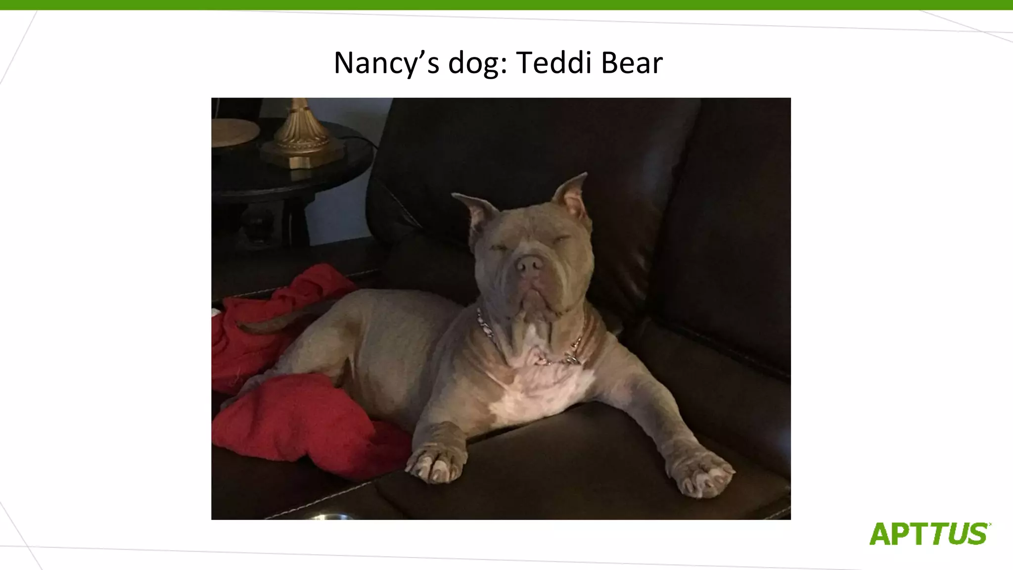Nancy’s dog: Teddi Bear
 