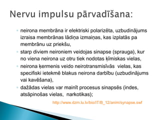 ◦ neirona membrāna ir elektriski polarizēta, uzbudinājums
izraisa membrānas lādiņa izmaiņas, kas izplatās pa
membrānu uz priekšu,
◦ starp diviem neironiem veidojas sinapse (sprauga), kur
no viena neirona uz otru tiek nodotas ķīmiskas vielas,
◦ neirona ķermenis veido neirotransmisīvās vielas, kas
specifiski ietekmē blakus neirona darbību (uzbudinājums
vai kavēšana),
◦ dažādas vielas var mainīt procesus sinapsēs (indes,
atsāpinošas vielas, narkotikas);
http://www.dzm.lu.lv/bio/IT/B_12/anim/synapse.swf
 
