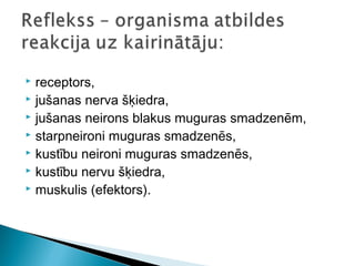  receptors,
 jušanas nerva šķiedra,
 jušanas neirons blakus muguras smadzenēm,
 starpneironi muguras smadzenēs,
 kustību neironi muguras smadzenēs,
 kustību nervu šķiedra,
 muskulis (efektors).
 