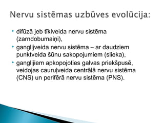  difūzā jeb tīklveida nervu sistēma
(zarndobumaiņi),
 ganglijveida nervu sistēma – ar daudziem
punktveida šūnu sakopojumiem (slieka),
 ganglijiem apkopojoties galvas priekšpusē,
veidojas cauruļveida centrālā nervu sistēma
(CNS) un perifērā nervu sistēma (PNS).
 