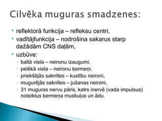  reflektorā funkcija – refleksu centri,
 vadītājfunkcija – nodrošina sakarus starp
dažādām CNS daļām,
 uzbūve:
◦ baltā viela – neironu izaugumi,
◦ pelēkā viela – neironu ķermeņi,
◦ priekšējās saknītes – kustību neironi,
◦ mugurējās saknītes – jušanas neironi,
◦ 31 muguras nervu pāris, katrs inervē (vada impulsus)
noteiktus ķermeņa muskuļus un ādu.
 