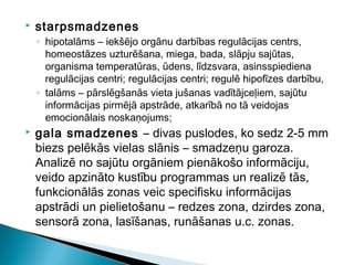  starpsmadzenes
◦ hipotalāms – iekšējo orgānu darbības regulācijas centrs,
homeostāzes uzturēšana, miega, bada, slāpju sajūtas,
organisma temperatūras, ūdens, līdzsvara, asinsspiediena
regulācijas centri; regulācijas centri; regulē hipofīzes darbību,
◦ talāms – pārslēgšanās vieta jušanas vadītājceļiem, sajūtu
informācijas pirmējā apstrāde, atkarībā no tā veidojas
emocionālais noskaņojums;
 gala smadzenes – divas puslodes, ko sedz 2-5 mm
biezs pelēkās vielas slānis – smadzeņu garoza.
Analizē no sajūtu orgāniem pienākošo informāciju,
veido apzināto kustību programmas un realizē tās,
funkcionālās zonas veic specifisku informācijas
apstrādi un pielietošanu – redzes zona, dzirdes zona,
sensorā zona, lasīšanas, runāšanas u.c. zonas.
 