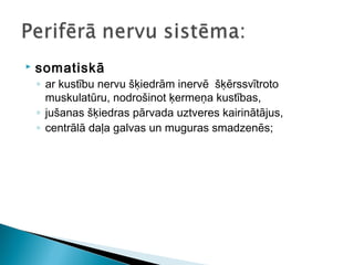  somatiskā
◦ ar kustību nervu šķiedrām inervē šķērssvītroto
muskulatūru, nodrošinot ķermeņa kustības,
◦ jušanas šķiedras pārvada uztveres kairinātājus,
◦ centrālā daļa galvas un muguras smadzenēs;
 