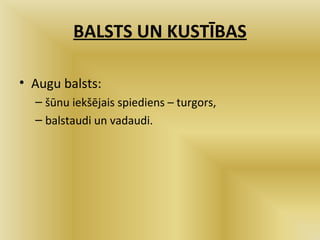 11 33 manjas_balsts | PPT