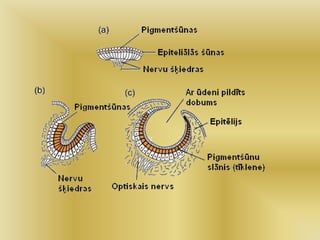 11 33 manjas_balsts | PPT