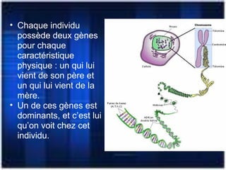 • Chaque individu
possède deux gènes
pour chaque
caractéristique
physique : un qui lui
vient de son père et
un qui lui vient de la
mère.
• Un de ces gènes est
dominants, et c’est lui
qu’on voit chez cet
individu.
 