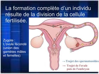 La formation complète d’un individu
résulte de la division de la cellule
fertilisée.
Zygote :
L’ovule fécondé
(union des
gamètes mâles
et femelles)
 