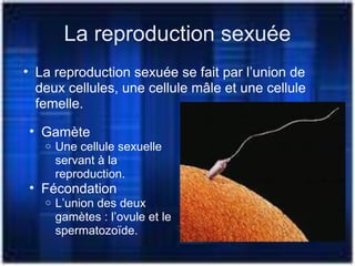 La reproduction sexuée
• La reproduction sexuée se fait par l’union de
deux cellules, une cellule mâle et une cellule
femelle.
• Gamète
o Une cellule sexuelle
servant à la
reproduction.
• Fécondation
o L’union des deux
gamètes : l’ovule et le
spermatozoïde.
 