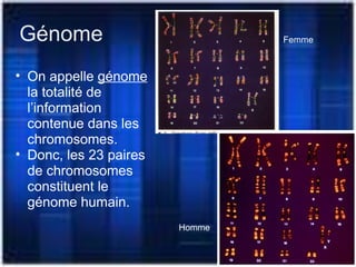 Génome
• On appelle génome
la totalité de
l’information
contenue dans les
chromosomes.
• Donc, les 23 paires
de chromosomes
constituent le
génome humain.
Femme
Homme
 