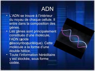 ADN
• L’ADN se trouve à l’intérieur
du noyau de chaque cellule. Il
entre dans la composition des
gènes.
• Les gènes sont principalement
constitués d’une molécule,
l’ADN (acide
désoxyribonucléique). Cette
molécule a la forme d’une
double hélice.
• Toute l’information héréditaire
y est stockée, sous forme
codée.
 