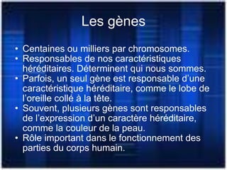 Les gènes Centaines ou milliers par chromosomes. Responsables de nos caractéristiques héréditaires. Déterminent qui nous sommes. Parfois, un seul gène est responsable d’une caractéristique héréditaire, comme le lobe de l’oreille collé à la tête. Souvent, plusieurs gènes sont responsables de l’expression d’un caractère héréditaire, comme la couleur de la peau. Rôle important dans le fonctionnement des parties du corps humain. 