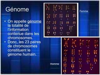 Génome On appelle  génome  la totalité de l’information contenue dans les chromosomes. Donc, les 23 paires de chromosomes constituent le génome humain. Femme Homme 