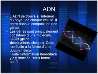 ADN L’ADN se trouve à l’intérieur du noyau de chaque cellule. Il entre dans la composition des gènes. Les gènes sont principalement constitués d’une molécule, l’ADN ( a cide   d ésoxyribo n ucléique). Cette molécule a la forme d’une double hélice. Toute l’information héréditaire y est stockée, sous forme codée. 
