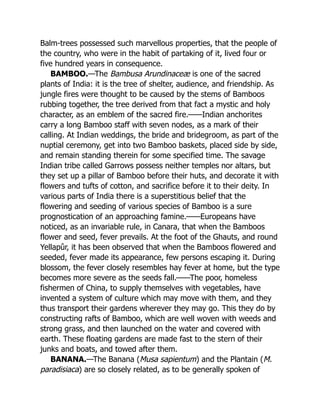 Balm-trees possessed such marvellous properties, that the people of
the country, who were in the habit of partaking of it, lived four or
five hundred years in consequence.
BAMBOO.—The Bambusa Arundinaceæ is one of the sacred
plants of India: it is the tree of shelter, audience, and friendship. As
jungle fires were thought to be caused by the stems of Bamboos
rubbing together, the tree derived from that fact a mystic and holy
character, as an emblem of the sacred fire.——Indian anchorites
carry a long Bamboo staff with seven nodes, as a mark of their
calling. At Indian weddings, the bride and bridegroom, as part of the
nuptial ceremony, get into two Bamboo baskets, placed side by side,
and remain standing therein for some specified time. The savage
Indian tribe called Garrows possess neither temples nor altars, but
they set up a pillar of Bamboo before their huts, and decorate it with
flowers and tufts of cotton, and sacrifice before it to their deity. In
various parts of India there is a superstitious belief that the
flowering and seeding of various species of Bamboo is a sure
prognostication of an approaching famine.——Europeans have
noticed, as an invariable rule, in Canara, that when the Bamboos
flower and seed, fever prevails. At the foot of the Ghauts, and round
Yellapûr, it has been observed that when the Bamboos flowered and
seeded, fever made its appearance, few persons escaping it. During
blossom, the fever closely resembles hay fever at home, but the type
becomes more severe as the seeds fall.——The poor, homeless
fishermen of China, to supply themselves with vegetables, have
invented a system of culture which may move with them, and they
thus transport their gardens wherever they may go. This they do by
constructing rafts of Bamboo, which are well woven with weeds and
strong grass, and then launched on the water and covered with
earth. These floating gardens are made fast to the stern of their
junks and boats, and towed after them.
BANANA.—The Banana (Musa sapientum) and the Plantain (M.
paradisiaca) are so closely related, as to be generally spoken of
 