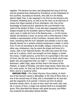together. The Banana has been well designated the king of all fruit,
and the greatest boon bestowed by Providence on the inhabitants of
hot countries. According to Gerarde, who calls it in his Herbal,
Adam’s Apple Tree, it was supposed in his time by the Grecians and
Christians inhabiting Syria, as well as by the Jews, to be that tree of
whose fruit Adam partook at Eve’s solicitation—the Tree of the
Knowledge of Good and Evil, planted by the Lord Himself in the
midst of the Garden of Eden. It has also been supposed that the
Grapes brought by the Israelites’ spies to Moses out of the Holy
Land, were in reality the fruit of the Banana-tree.——In the Canary
Islands, the Banana is never cut across with a knife because it then
exhibits a representation of the Crucifixion. Gerarde refers to this
mark, remarking that the fruit “pleaseth and entiseth a man to eate
liberally thereof, by a certaine entising sweetnesse it yields; in which
fruit, if it be cut according to the length, oblique, transverse, or any
other way, whatsoever, may be seene the shape and forme of a
crosse, with a man fastened thereto. My selfe have seene the fruit,
and cut it in pieces, which was brought me from Aleppo, in pickle:
the crosse, I might perceive, as the form of a spred-Egle in the root
of Ferne; but the man I leave to be sought for by those which have
better eies and judgement than my selfe.”——A certain sect of
Brahmans, called Yogis, place all their food in the leaves of the
Plantain, or Apple of Paradise, and other large leaves; these they use
dry, never green, for they say that the green leaves have a soul in
them; and so it would be sinful.
BANYAN TREE.—The Indian Fig-tree (Ficus Indica), of which
one of the Sanscrit names is Bahupâda, or the Tree of Many Feet, is
one of the sacred trees of India, and is remarkable for its vast size
and the singularity of its growth: it throws out from its lateral
branches shoots which, as soon as they reach the earth, take root,
till, in course of time, a single tree extends itself to a considerable
grove. Pliny described the Banyan with great accuracy, and Milton
has rendered his description almost literally:
 