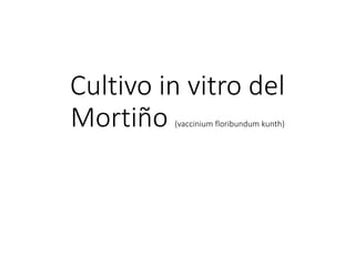 Cultivo in vitro del
Mortiño (vaccinium floribundum kunth)
 