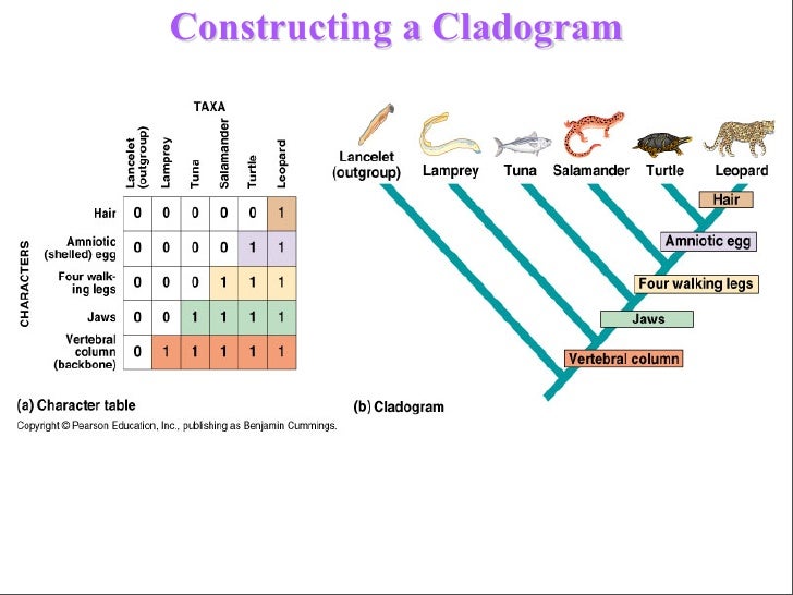 1.14 Why are organisms classified into groups