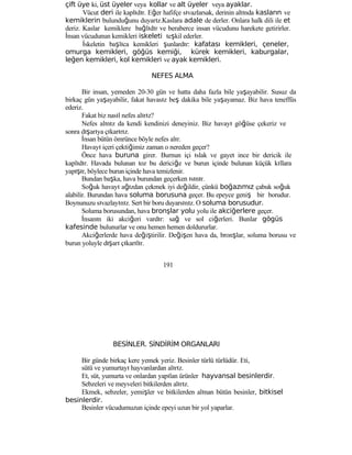 çift üye ki, üst üyeler veya kollar ve alt üyeler veya ayaklar.
Vücut deri ile kaplıdır. Eğer hafifçe sıvazlarsak, derinin altında kasların ve
kemiklerin bulunduğunu duyarız.Kaslara adale de derler. Onlara halk dili ile et
deriz. Kaslar kemiklere bağlıdır ve beraberce insan vücudunu harekete getirirler.
İnsan vücudunun kemikleri iskeleti teşkil ederler.
İskeletin başlıca kemikleri şunlardır: kafatası kemikleri, çeneler,
omurga kemikleri, göğüs kemiği, kürek kemikleri, kaburgalar,
leğen kemikleri, kol kemikleri ve ayak kemikleri.
NEFES ALMA
Bir insan, yemeden 20-30 gün ve hatta daha fazla bile yaşayabilir. Susuz da
birkaç gün yaşayabilir, fakat havasız beş dakika bile yaşayamaz. Biz hava teneffüs
ederiz.
Fakat biz nasıl nefes alırız?
Nefes alınız da kendi kendinizi deneyiniz. Biz havayı göğüse çekeriz ve
sonra dışarıya çıkarırız.
İnsan bütün ömrünce böyle nefes alır.
Havayı içeri çektiğimiz zaman o nereden geçer?
Önce hava buruna girer. Burnun içi ıslak ve gayet ince bir dericik ile
kaplıdır. Havada bulunan toz bu dericiğe ve burun içinde bulunan küçük kıllara
yapışır, böylece burun içinde hava temizlenir.
Bundan başka, hava burundan geçerken ısınır.
Soğuk havayı ağızdan çekmek iyi değildir, çünkü boğazımız çabuk soğuk
alabilir. Burundan hava soluma borusuna geçer. Bu epeyce geniş bir borudur.
Boynunuzu sıvazlayınız. Sert bir boru duyarsınız. O soluma borusudur.
Soluma borusundan, hava bronşlar yolu yolu ile akciğerlere geçer.
İnsanın iki akciğeri vardır: sağ ve sol ciğerleri. Bunlar gögüs
kafesinde bulunurlar ve onu hemen hemen doldururlar.
Akciğerlerde hava değiştirilir. Değişen hava da, bronşlar, soluma borusu ve
burun yoluyle dışarı çıkarılır.
191
BESİNLER. SİNDİRİM ORGANLARI
Bir günde birkaç kere yemek yeriz. Besinler türlü türlüdür. Eti,
sütü ve yumurtayı hayvanlardan alırız.
Et, süt, yumurta ve onlardan yapılan ürünler hayvansal besinlerdir.
Sebzeleri ve meyveleri bitkilerden alırız.
Ekmek, sebzeler, yemişler ve bitkilerden alınan bütün besinler, bitkisel
besinlerdir.
Besinler vücudumuzun içinde epeyi uzun bir yol yaparlar.
 
