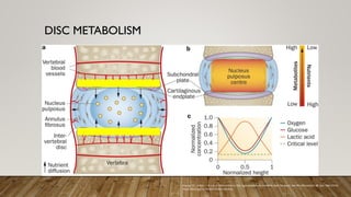 DISC METABOLISM
Huang, YC., Urban, J. & Luk, K. Intervertebral disc regeneration: do nutrients lead the way?. Nat Rev Rheumatol 10, 561–566 (2014).
https://doi.org/10.1038/nrrheum.2014.91
 