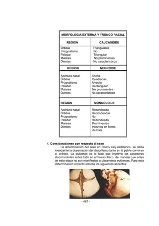 - 467 - 
MORFOLOGIA EXTERNA Y TRONCO RACIAL 
REGION CAUCASOIDE 
Orbitas Triangulares 
Prognatismo No 
Paladar Triangular 
Malares No prominentes 
Dientes No caracteristicos 
REGION NEGROIDE 
Apertura nasal Ancha 
Órbitas Cuadradas 
Prognatismo Alveolar 
Paladar Rectangular 
Malares No prominentes 
Dientes No característicos 
REGION MONGOLOIDE 
Apertura nasal Redondeada 
Órbitas Redondeadas 
Prognatismo No 
Paladar Redondeado 
Malares Prominentes 
Dientes Incisivos en forma 
de Pala 
f. Consideraciones con respecto al sexo 
La determinacion del sexo en restos esqueletizados, se rlaiza mendainte la observación del dimorfismo tanto en la pelvis como en el cráneo. La pubertad es la fase que imprime los caracteres discriminantes sobre todo en el hueso ilíaco, de manera que antes de ésta etapa no son manifiestos o claramente evidentes. Para esta determinación el perito estudia los siguientes aspectos: 
 