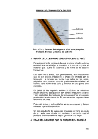 MANUAL DE CRIMINALISTICA PNP 2006 
305 
Cutícula 
corteza 
médula 
Foto Nº 24.- Examen Tricológico a nivel microscópico: 
Cutícula, Corteza y Médula de Cabello 
3. REGIÓN DEL CUERPO DE DONDE PROCEDE EL PELO 
Para determinar la región de la cual proviene el pelo se toma en consideración el largo, el diámetro, la forma de la punta, el material que cubre la superficie y la forma de la sección transversal. 
Los pelos de la barba, son generalmente, más bloqueados que los del cráneo, mostrando el efecto del afeitado con la tendencia a rematar en punta. Los pelos de las cejas, párpados, nariz y orejas, son más gruesos que los cabellos del cráneo, pero mucho más corto y terminan en una punta bien marcada. 
En pelos de las regiones axilares y púbicas, se observan mayor longitud y desigualdad, con canales medulares visibles y con posibilidad de mostrarse de forma excéntrica en un corte practicado transversalmente. El pelo de estas regiones tiene tendencia a rizarse. 
Pelos del tronco y extremidades varían en espesor y tienen menores pigmentos que otros. 
Un pelo recubierto de sustancias grasosas proviene sin duda de la axila; uno, rizado con cristales y secreción vaginal proviene únicamente de la región genital de una mujer. 
4. EDAD DEL INDIVIDUO POR EL GROSOR DEL CABELLO 
 