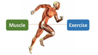 Muscle Exercise
 