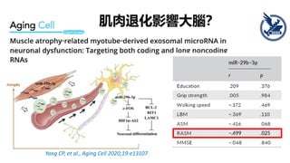 Yang CP, et al., Aging Cell 2020;19:e13107
肌肉退化影響大腦？
 