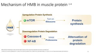 Mechanism of HMB in muscle protein 1-4
1. Smith HJ, et al. Cancer Res. 2004;64:8731-5. 2. Smith HJ, et al. Cancer Res. 2005;65:277-83. 3. Wilson GJ, et al. Nutri Metab. 2008;5:1-17. 4. Eley HL, et al. Am J Physiol Endocrinol Metab. 2007;293:E923-31.
HMB, β-hydroxy-β-methylbutyrate; mTOR, mammalian target of rapamycin; NF-kB, nuclear factor kappa-light-chain-enhancer of activated B cells
56
Upregulation Protein Synthesis
Downregulation Protein Degradation
mTOR
Casoase-8
NF-kB
Turn on
Ribosome Protein
synthesis
Inhibit
Proteosome
Attenuation of
protein
degradation
 