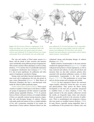Early Flowers And Angiosperm Evolution Else Marie Friis Peter R Crane | PDF