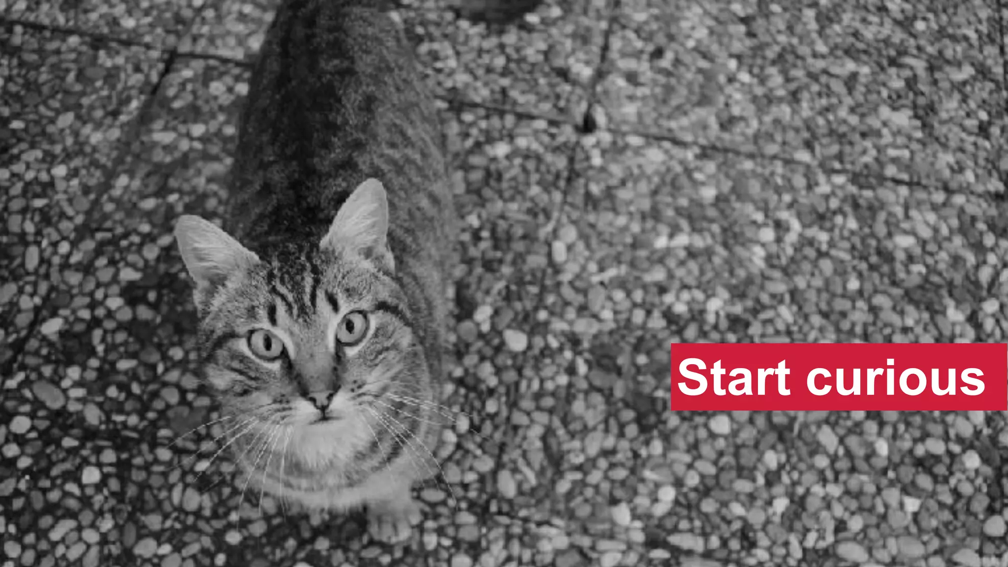 @SWallaceSEO | #INBOUND17
Start curious
 