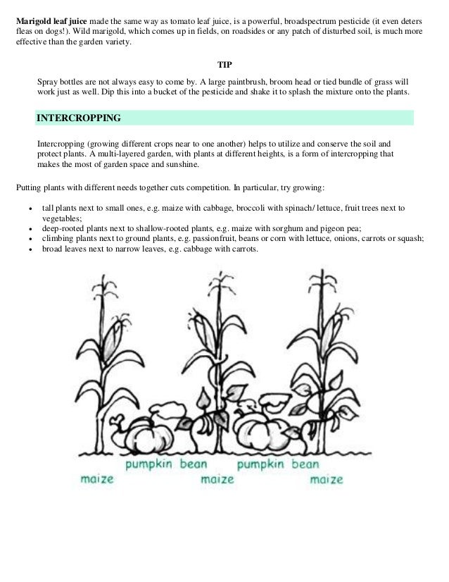 Companion planting Garden Spray bottle