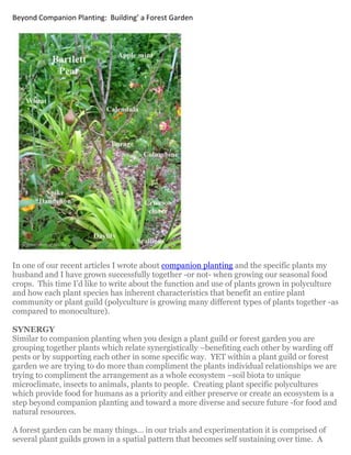 Beyond Companion Planting:           Building’ a Forest Garden




In one of our recent articles I wrote about companion planting and the specific plants my
husband and I have grown successfully together -or not- when growing our seasonal food
crops. This time I’d like to write about the function and use of plants grown in polyculture
and how each plant species has inherent characteristics that benefit an entire plant
community or plant guild (polyculture is growing many different types of plants together -as
compared to monoculture).

SYNERGY
Similar to companion planting when you design a plant guild or forest garden you are
grouping together plants which relate synergistically –benefiting each other by warding off
pests or by supporting each other in some specific way. YET within a plant guild or forest
garden we are trying to do more than compliment the plants individual relationships we are
trying to compliment the arrangement as a whole ecosystem –soil biota to unique
microclimate, insects to animals, plants to people. Creating plant specific polycultures
which provide food for humans as a priority and either preserve or create an ecosystem is a
step beyond companion planting and toward a more diverse and secure future -for food and
natural resources.

A forest garden can be many things… in our trials and experimentation it is comprised of
several plant guilds grown in a spatial pattern that becomes self sustaining over time. A
 