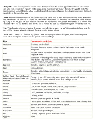 COMPANION PLANTING CHART 2
Marigolds: These reseeding annual flowers have a distinctive smell that is even apparent to our noses. This stench
can deter pests because they typically find it unappealing. Plant them very thickly throughout vegetable plots. Our
French Brocade Marigold has the added benefit of nematode suppression because its roots emit a substance that repels
nematodes in the immediate area.

Mints: The odoriferous members of this family, especially catnip, help to repel aphids and cabbage pests. Be advised
that certain mints can grow out of control and take over a garden space. To make sure you do not start a new problem
by fixing an old one, you can grow mints in containers and place around your garden. Another trick is to remove both
ends of a coffee can and plant the mint into the can to restrain the roots and force them to grow down rather than out.

Rue: This plant deters Japanese beetles. Grow as a garden border or scatter rue leaf clippings in an infested area. Be
careful: Rue causes a poison ivy-like rash for some people, so wear gloves.

Sweet Basil: This herb is a must for any garden. Grow among vegetables to repel aphids, mites, and mosquitoes.
Basil acts as a fungicide and can slow the growth of milkweed bugs.

Plant                                Companion(s) and Effects
Asparagus                            Tomatoes, parsley, basil
                                     Tomatoes (improves growth & flavor); said to dislike rue; repels flies &
Basil
                                     mosquitoes
                                     Potatoes, carrots, cucumbers, cauliflower, cabbage, summer savory, most other
Bean
                                     veggies & herbs
                                     Sunflowers (beans like partial shade, unless you live up north, sunflowers attract
Bean (bush)                          birds & bees for pollination), cucumbers (combination of heavy and light
                                     feeders), potatoes, corn, celery, summer savory
Bee Balm                             Tomatoes (improves growth & flavor).
Beet                                 Onions, kohlrabi
                                     Tomatoes (attracts bees, deters tomato worm, improves growth & flavor),
Borage
                                     squash, strawberries
Cabbage Family (broccoli, brussels
                                     Potatoes, celery, dill, chamomile, sage, thyme, mint, pennyroyal, rosemary,
sprouts, cabbage, cauliflower, kale,
                                     lavender, beets, onions; aromatic plants deter cabbage worms
kohlrabi)
Caraway                              Loosens soil; plant here and there
Carrot                               Peas, lettuce, chives, onions, leeks, rosemary, sage, tomatoes
Catnip                               Plant in borders; protects against flea beetles
Celery                               Leeks, tomatoes, bush beans, cauliflower, cabbage
Chamomile                            Cabbage, onions
Chervil                              Radishes (improves growth & flavor).
                                     Carrots; plant around base of fruit trees to discourage insects from climbing
Chive
                                     trunk
Corn                                 Potatoes, peas, beans, cucumbers, pumpkin, squash
Cucumber                             Beans, corn, peas, radishes, sunflowers
Dead Nettle                          Potatoes (deters potato bugs)
Dill                                 Cabbage (improves growth & health), carrots
Eggplant                             Beans
Fennel                               Most plants are supposed to dislike it.
 