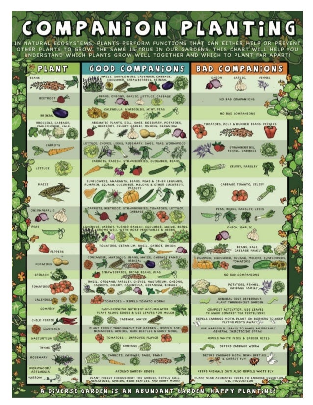 Companion Planting Chart South Africa