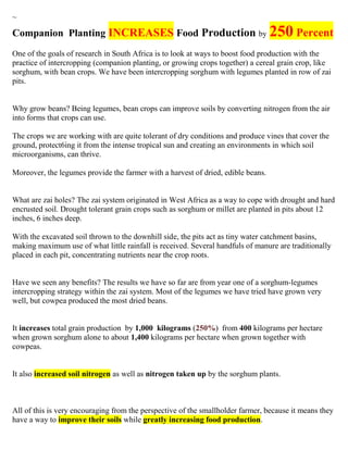 ~

Companion Planting INCREASES Food Production by 250 Percent
One of the goals of research in South Africa is to look at ways to boost food production with the
practice of intercropping (companion planting, or growing crops together) a cereal grain crop, like
sorghum, with bean crops. We have been intercropping sorghum with legumes planted in row of zai
pits.


Why grow beans? Being legumes, bean crops can improve soils by converting nitrogen from the air
into forms that crops can use.

The crops we are working with are quite tolerant of dry conditions and produce vines that cover the
ground, protect6ing it from the intense tropical sun and creating an environments in which soil
microorganisms, can thrive.

Moreover, the legumes provide the farmer with a harvest of dried, edible beans.


What are zai holes? The zai system originated in West Africa as a way to cope with drought and hard
encrusted soil. Drought tolerant grain crops such as sorghum or millet are planted in pits about 12
inches, 6 inches deep.

With the excavated soil thrown to the downhill side, the pits act as tiny water catchment basins,
making maximum use of what little rainfall is received. Several handfuls of manure are traditionally
placed in each pit, concentrating nutrients near the crop roots.


Have we seen any benefits? The results we have so far are from year one of a sorghum-legumes
intercropping strategy within the zai system. Most of the legumes we have tried have grown very
well, but cowpea produced the most dried beans.


It increases total grain production by 1,000 kilograms (250%) from 400 kilograms per hectare
when grown sorghum alone to about 1,400 kilograms per hectare when grown together with
cowpeas.


It also increased soil nitrogen as well as nitrogen taken up by the sorghum plants.



All of this is very encouraging from the perspective of the smallholder farmer, because it means they
have a way to improve their soils while greatly increasing food production.
 