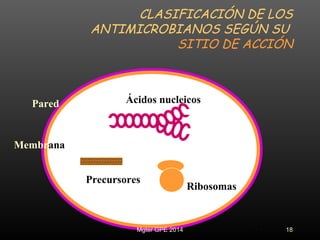 CLASIFICACIÓN DE LOS
ANTIMICROBIANOS SEGÚN SU
SITIO DE ACCIÓN
Pared
Membrana
Ácidos nucleicos
Ribosomas
Precursores
18Mgter GPE 2014
 