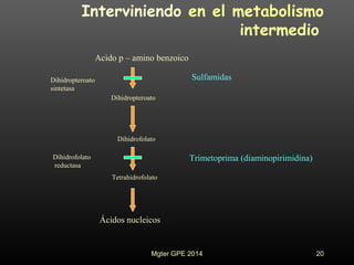 Interviniendo en el metabolismo
intermedio
Acido p – amino benzoico
Dihidropteroato
Dihidrofolato
Tetrahidrofolato
Ácidos nucleicos
Dihidropteroato
sintetasa
Dihidrofolato
reductasa
Sulfamidas
Trimetoprima (diaminopirimidina)
20Mgter GPE 2014
 
