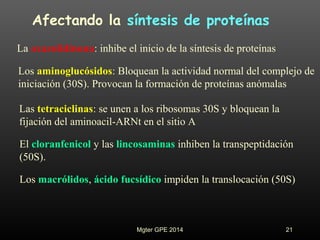 Afectando la síntesis de proteínas
21
La oxazolidinona: inhibe el inicio de la síntesis de proteínas
Los aminoglucósidos: Bloquean la actividad normal del complejo de
iniciación (30S). Provocan la formación de proteínas anómalas
Las tetraciclinas: se unen a los ribosomas 30S y bloquean la
fijación del aminoacil-ARNt en el sitio A
El cloranfenicol y las lincosaminas inhiben la transpeptidación
(50S).
Los macrólidos, ácido fucsídico impiden la translocación (50S)
Mgter GPE 2014
 