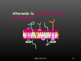 Alterando la permeabilidad de
la membrana
22Mgter GPE 2014
 