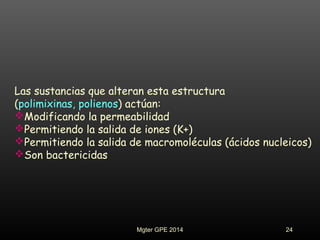 Las sustancias que alteran esta estructura
(polimixinas, polienos) actúan:
Modificando la permeabilidad
Permitiendo la salida de iones (K+)
Permitiendo la salida de macromoléculas (ácidos nucleicos)
Son bactericidas
24Mgter GPE 2014
 