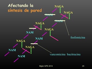 NAM
NAM
NAGA
NAGA
NAGA
NAM
NAM
NAGA
NAGA
NAGA
NAM
NAM
fosfomicina
Afectando la
síntesis de pared
vancomicina bacitracina
25Mgter GPE 2014
 