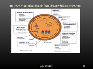 30
http://www.quimicaviva.qb.fcen.uba.ar/v5n2/sanchez.htm
Mgter GPE 2014
 